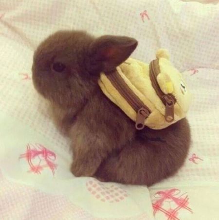 bunny wearing a backpack