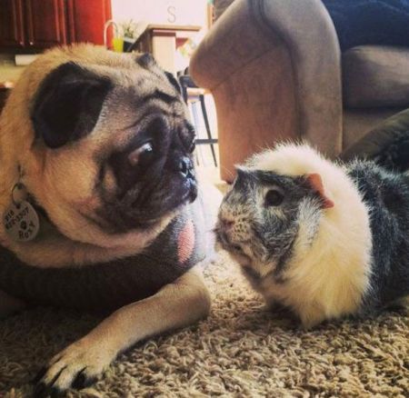 surprised pug meets guinea pig 