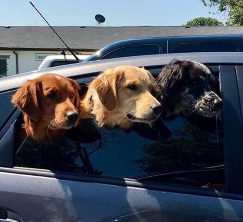 three dogs heads out car window