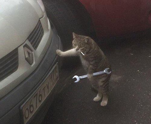 cat holding tools