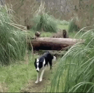 dogs running and one tries to keep up