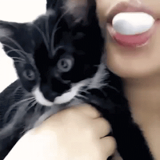cat pops bubble gum bubble