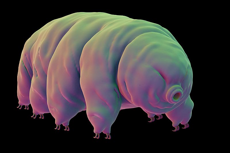a tardigrade