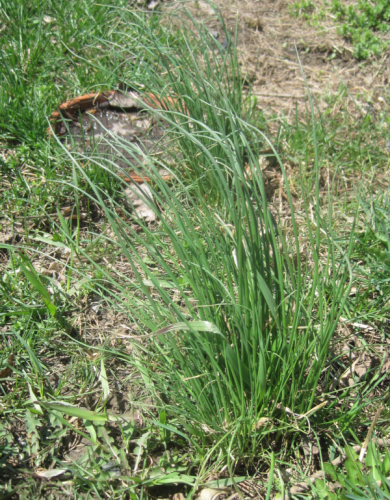 onion grass