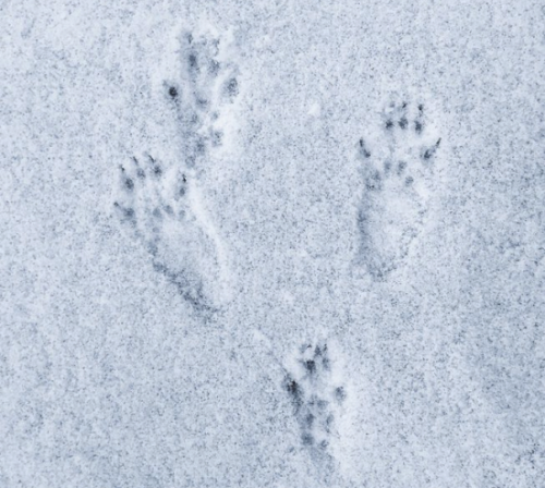 animal tracks